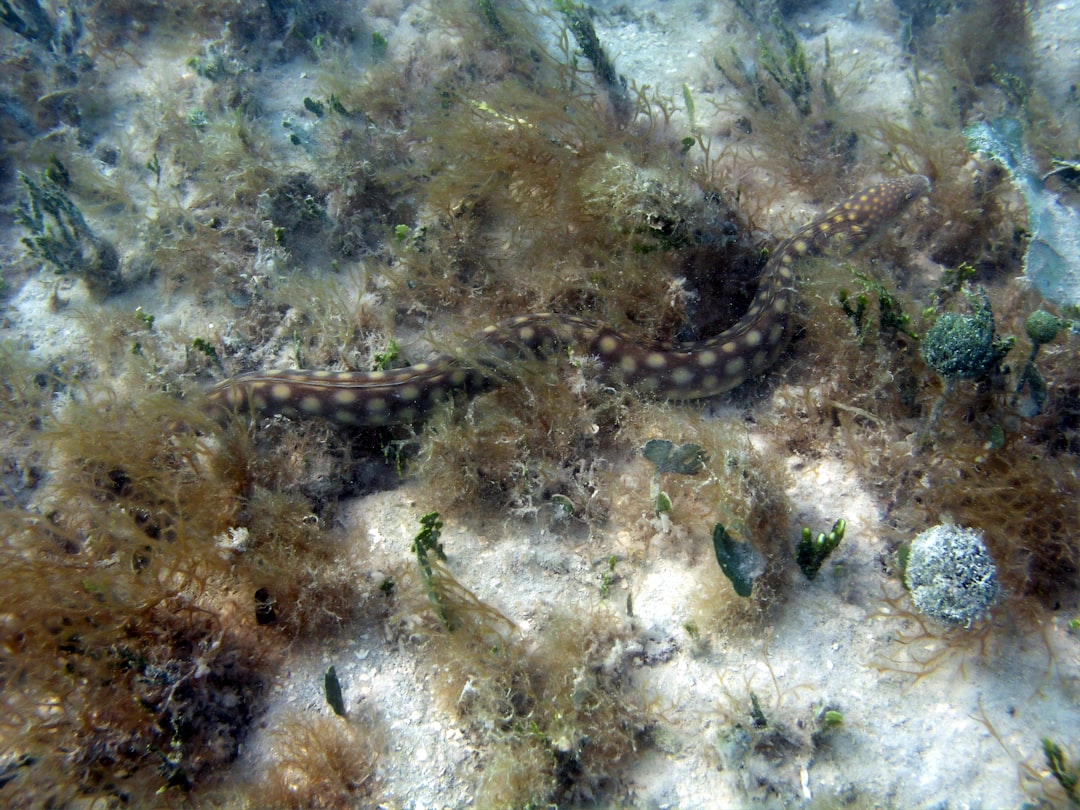 7. Serpent corail (crédits image : unsplash)