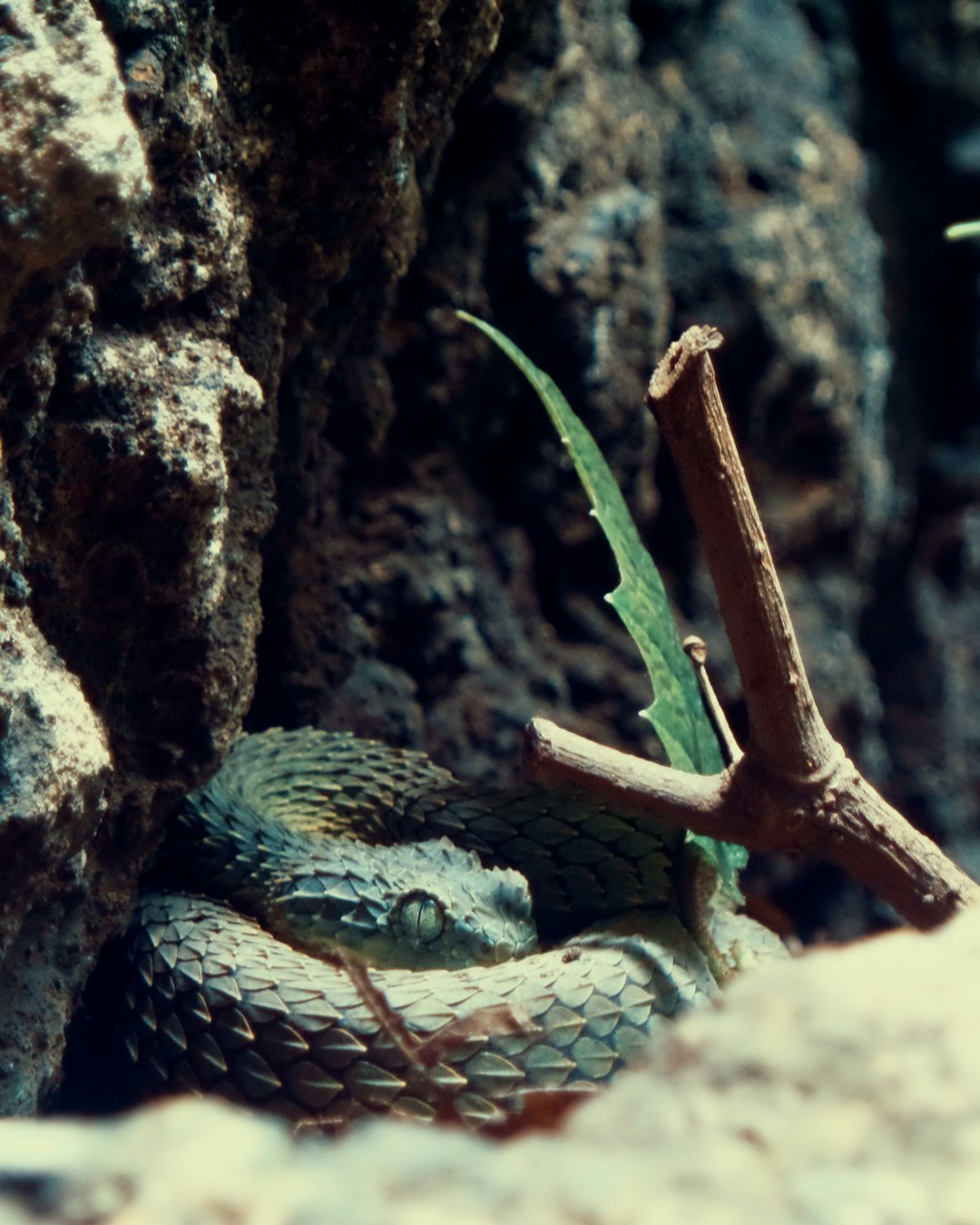 2. Mojave Rattlesnake (crédits image : unsplash)
