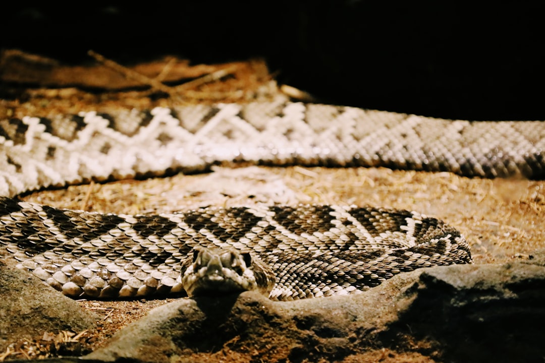 5. Crotale Diamondback de l'Est (crédits image : unsplash)