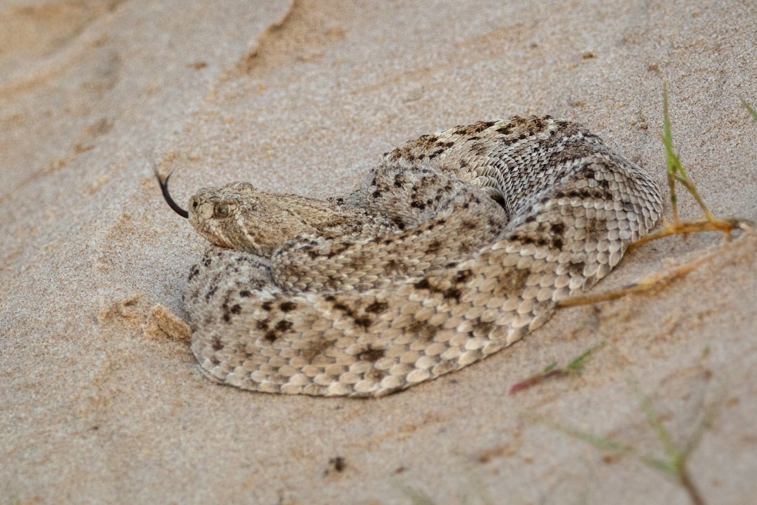 3. Crotale Diamondback de l'Ouest (crédits image : unsplash)