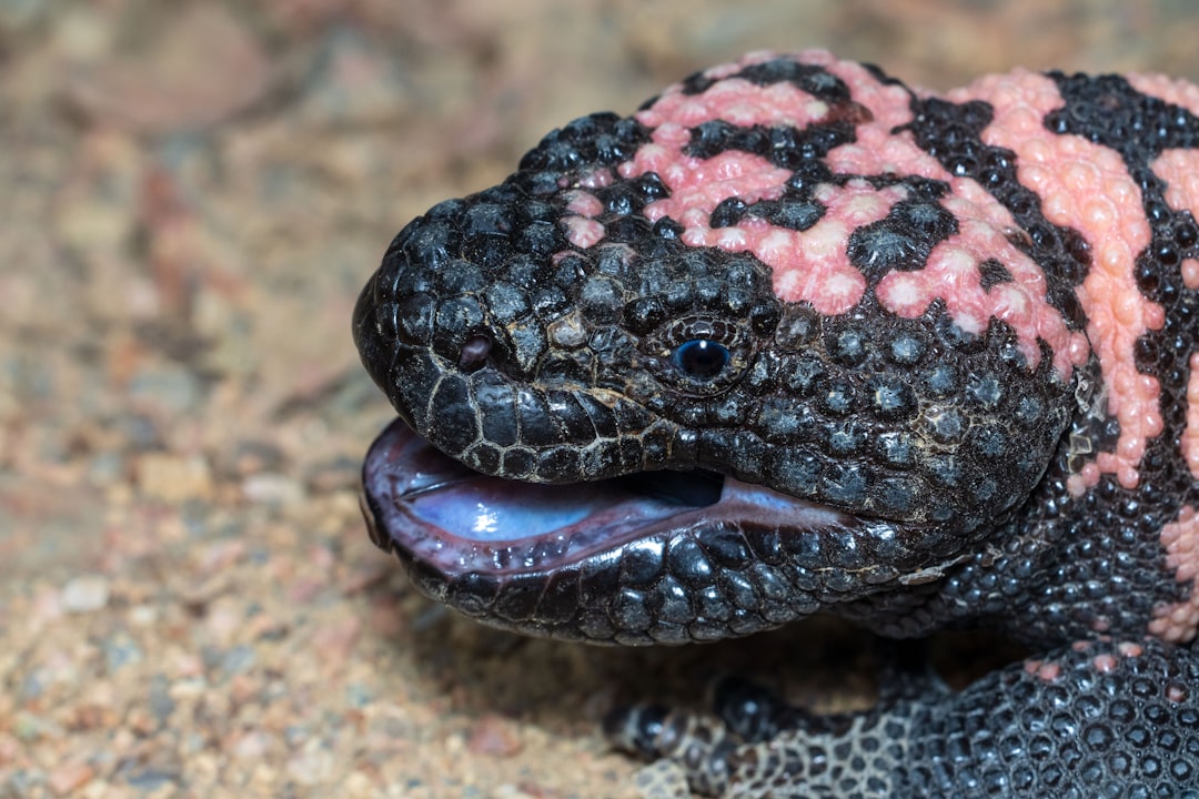 4. Gila Monster (image credits: unsplash)