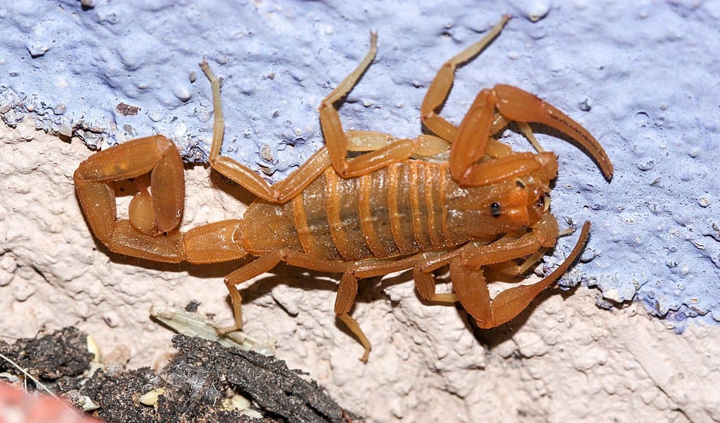 Scorpion d'écorce d'Arizona