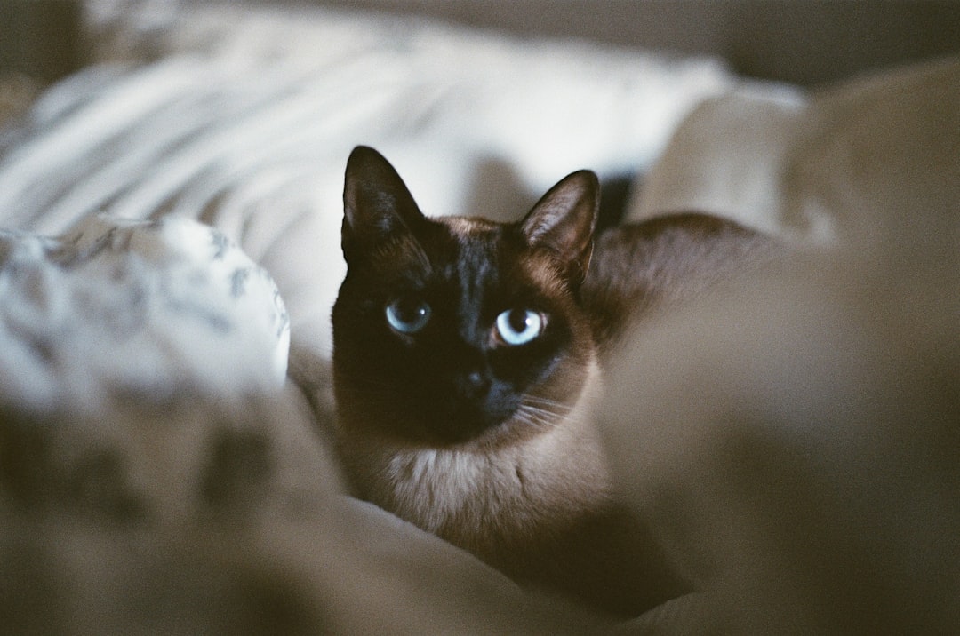12. Tonkinois (crédits image : unsplash)