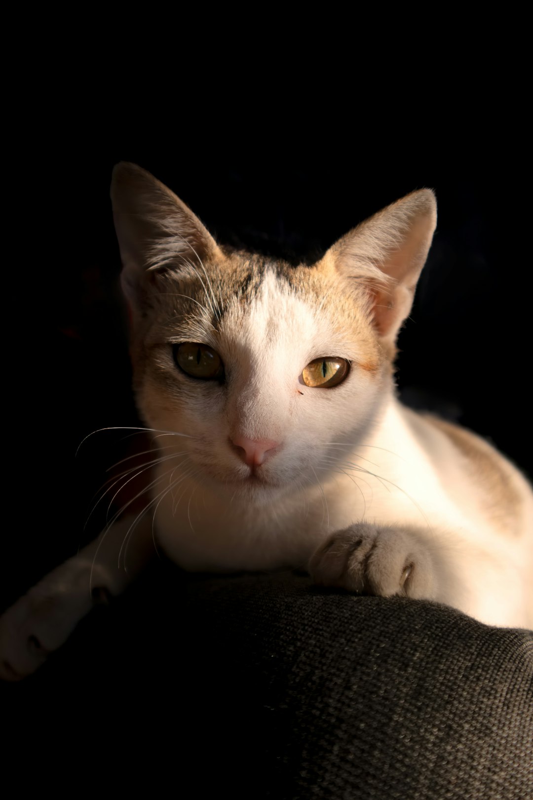 5. Abyssin (crédits image : unsplash)