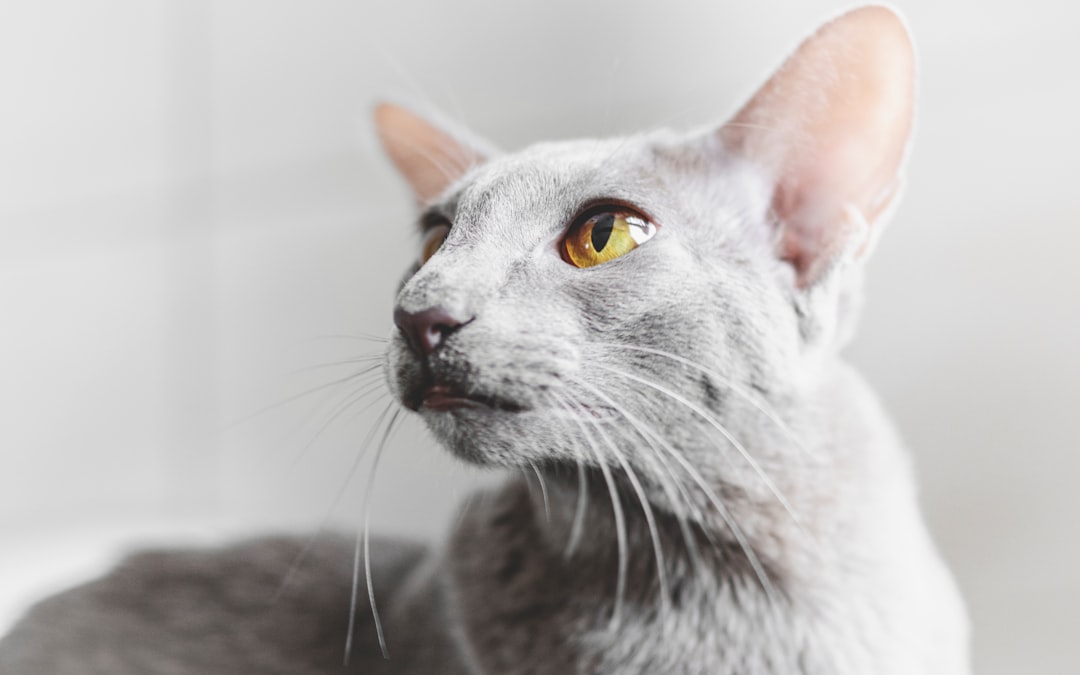 8. Oriental Shorthair (crédits image : unsplash)