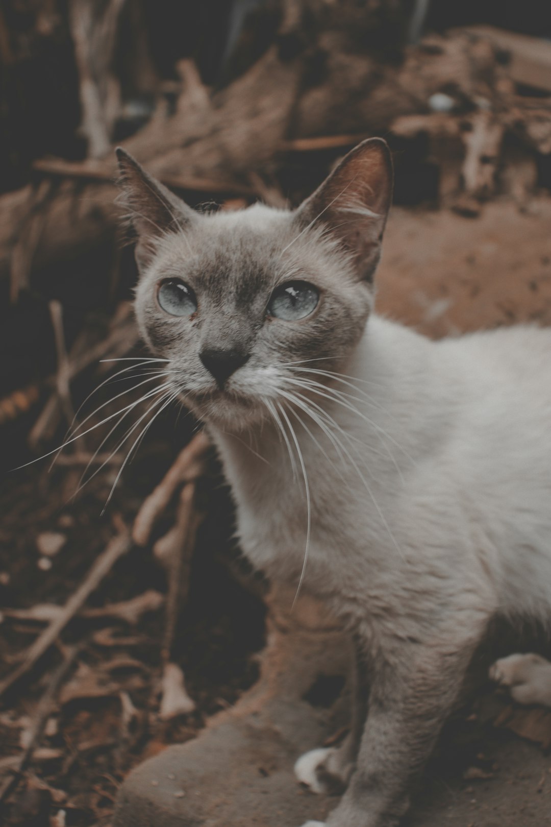4. Birman (crédits image : unsplash)