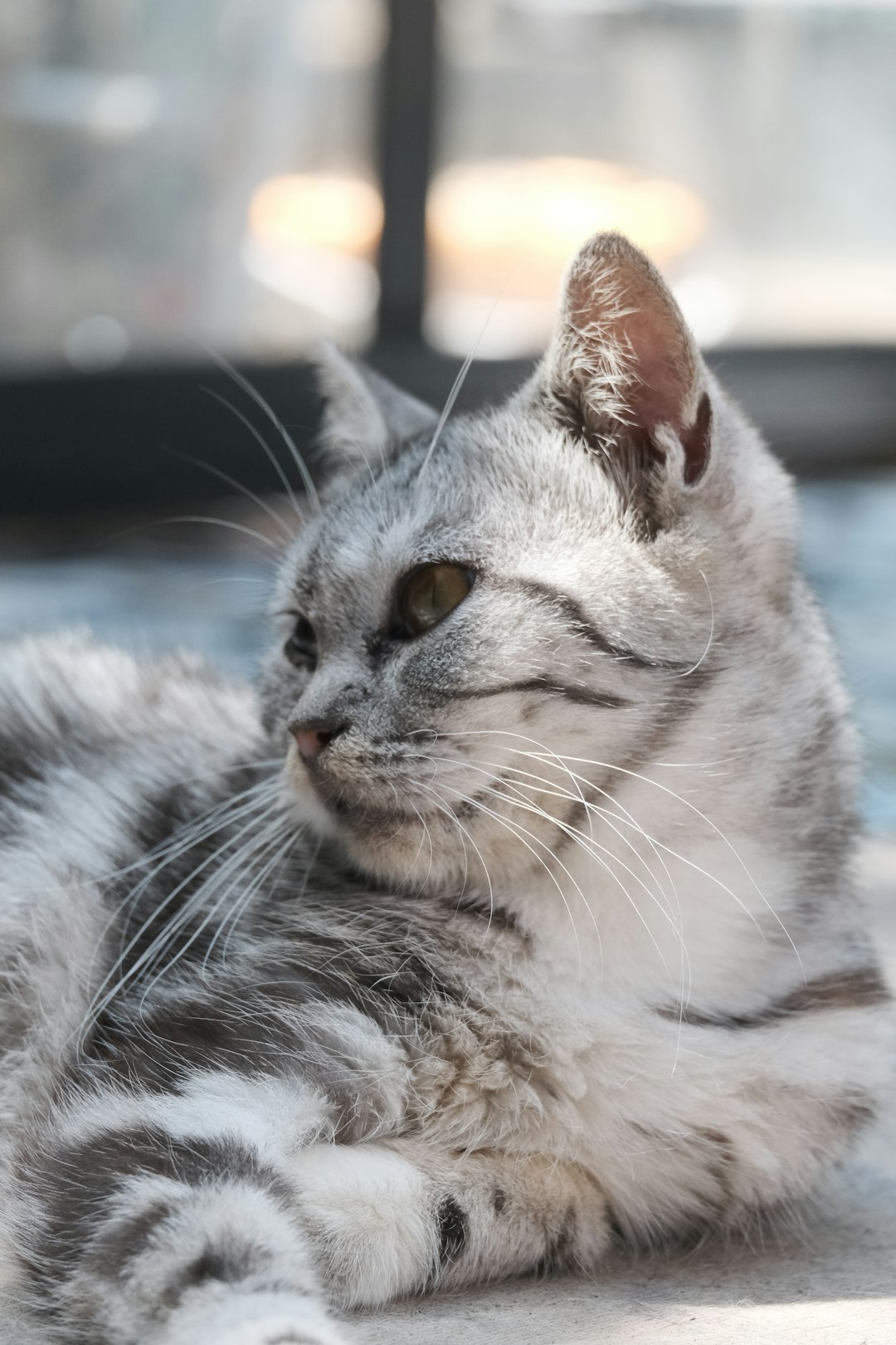 3. American Shorthair (crédits image : unsplash)