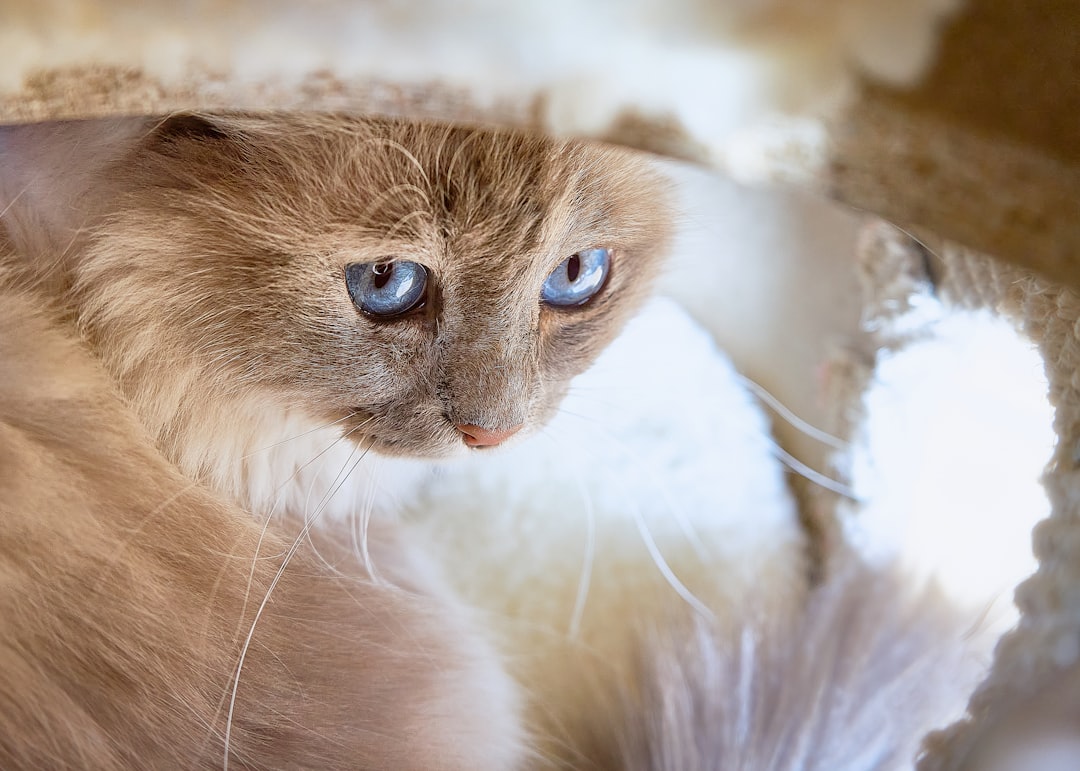 2. Birman (image credits: unsplash)