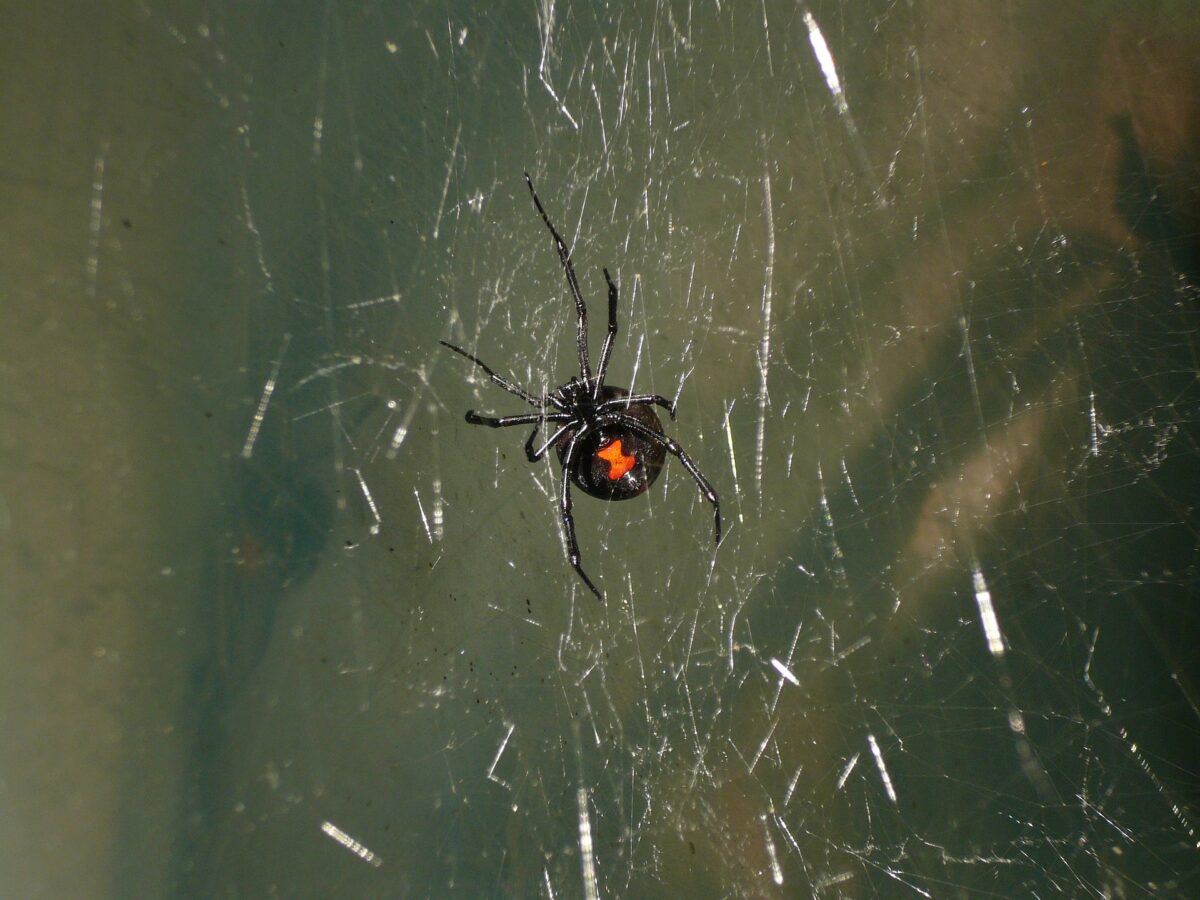 araignée veuve noire