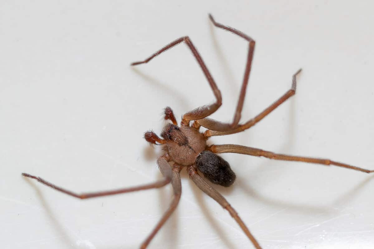 morsure d'araignée recluse brune