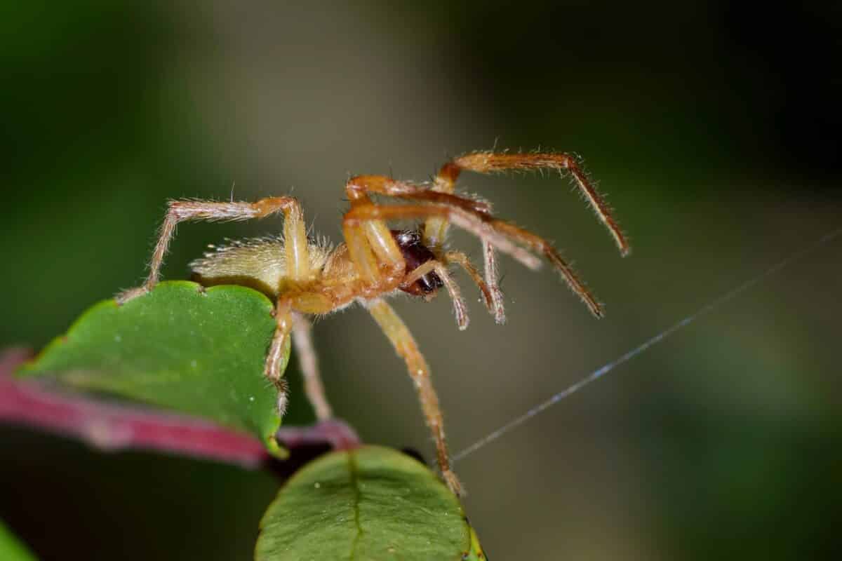 araignées à sac jaune