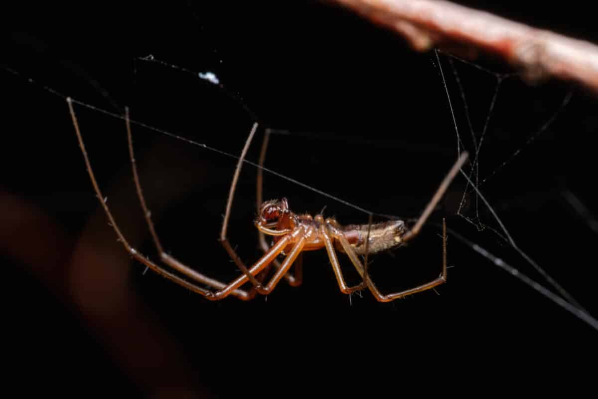 araignée recluse brune