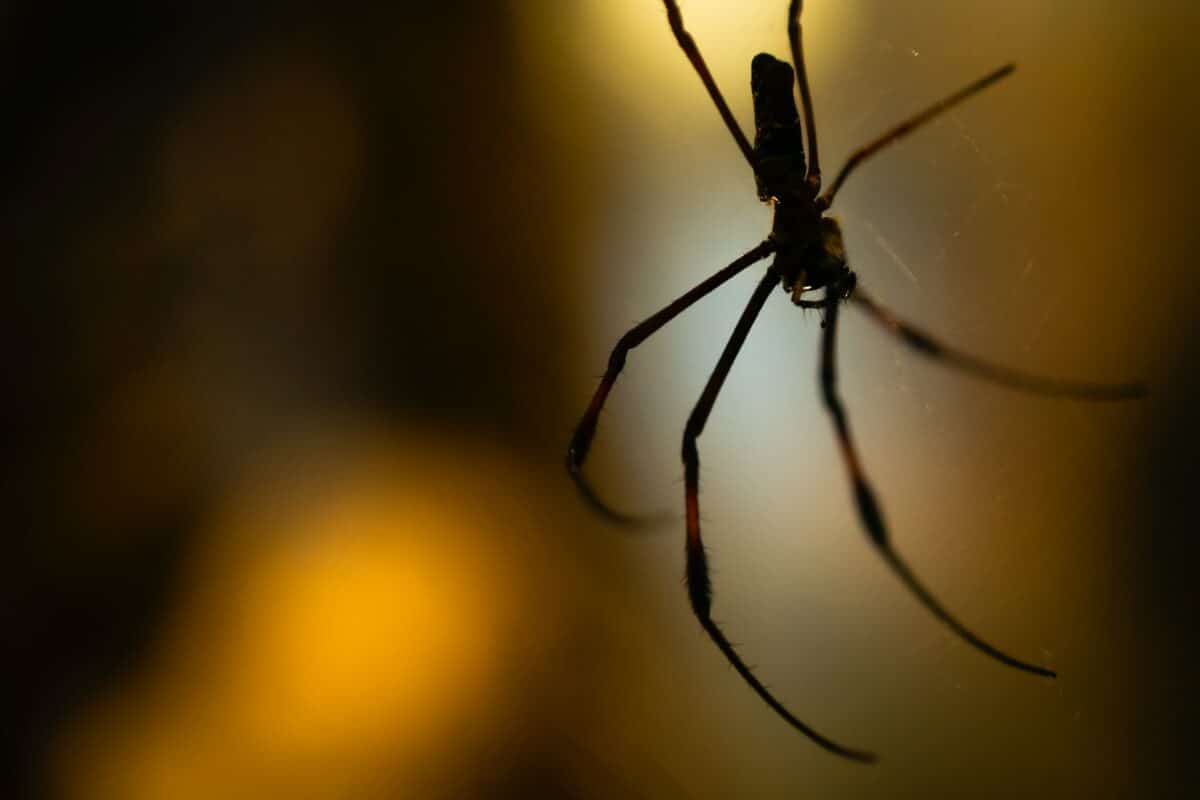 morsure de veuve noire