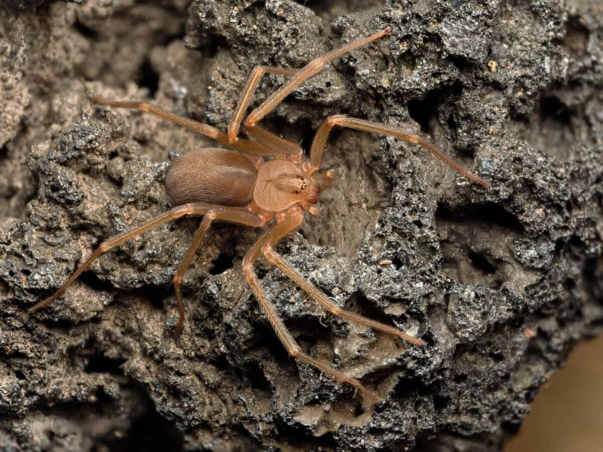 morsure d'araignée recluse brune