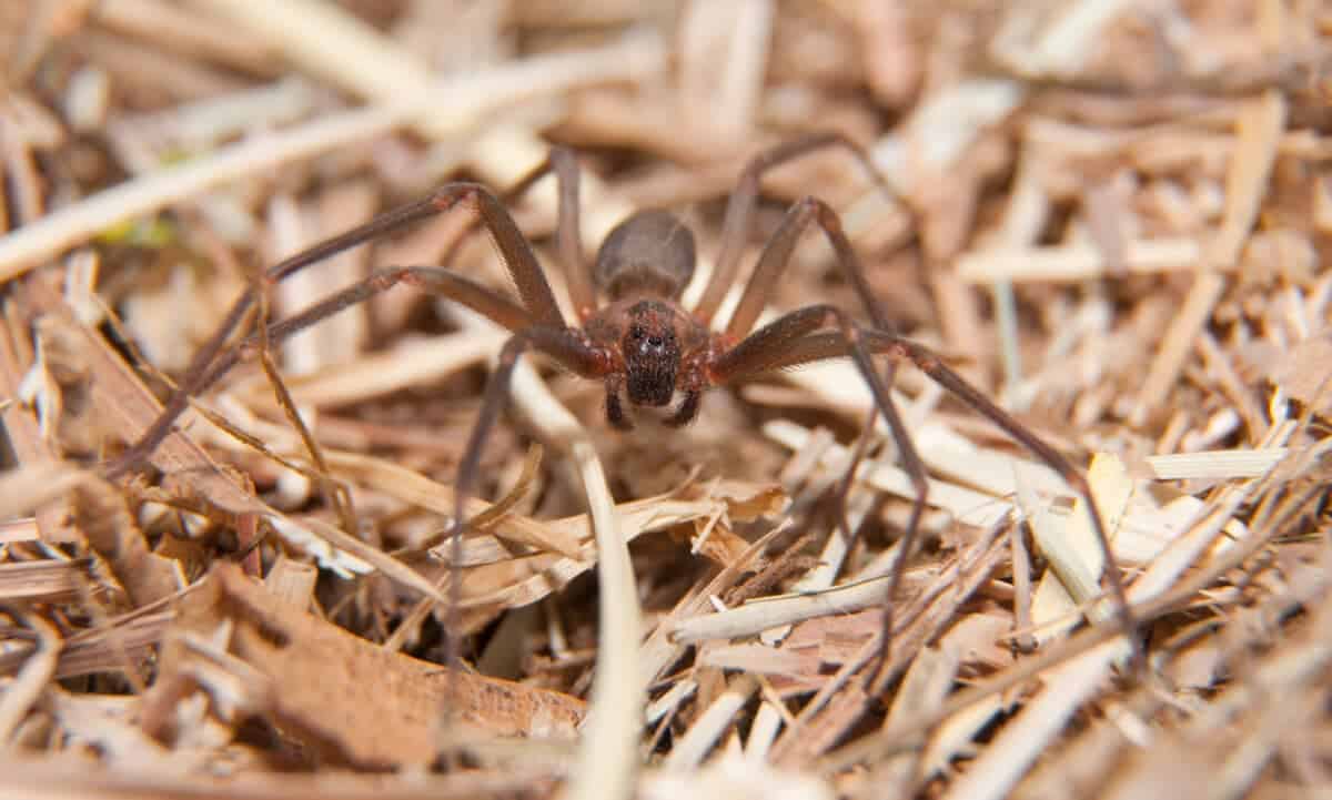 morsure d'araignée recluse brune