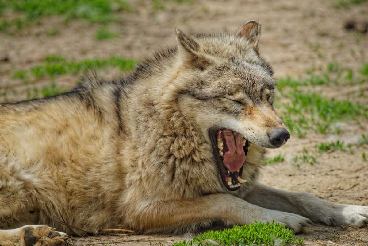 loup
