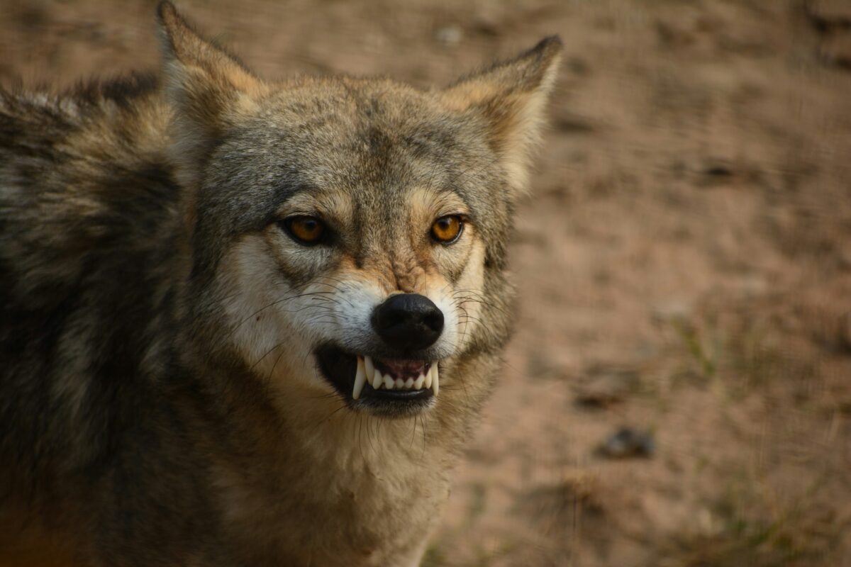 loup gris