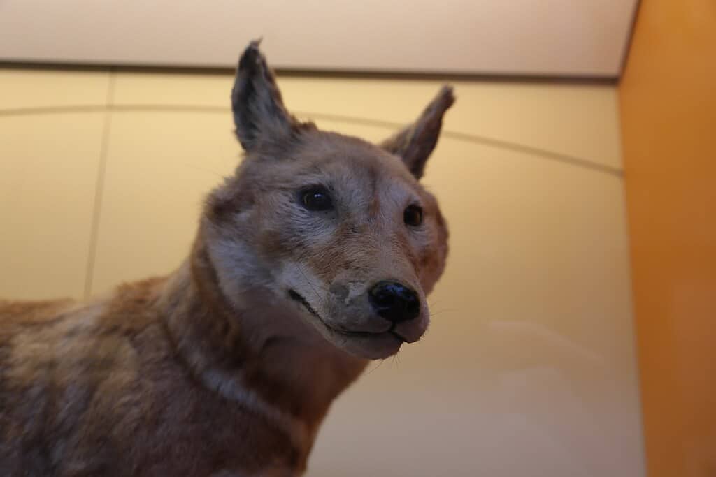 Loup éthiopien
