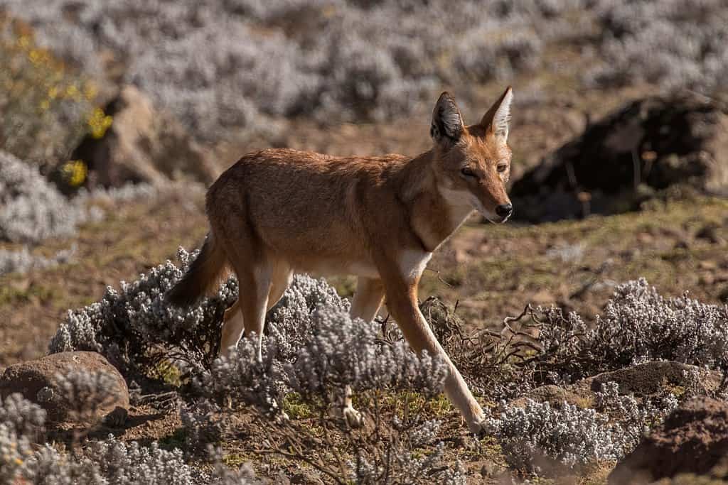 Loup éthiopien