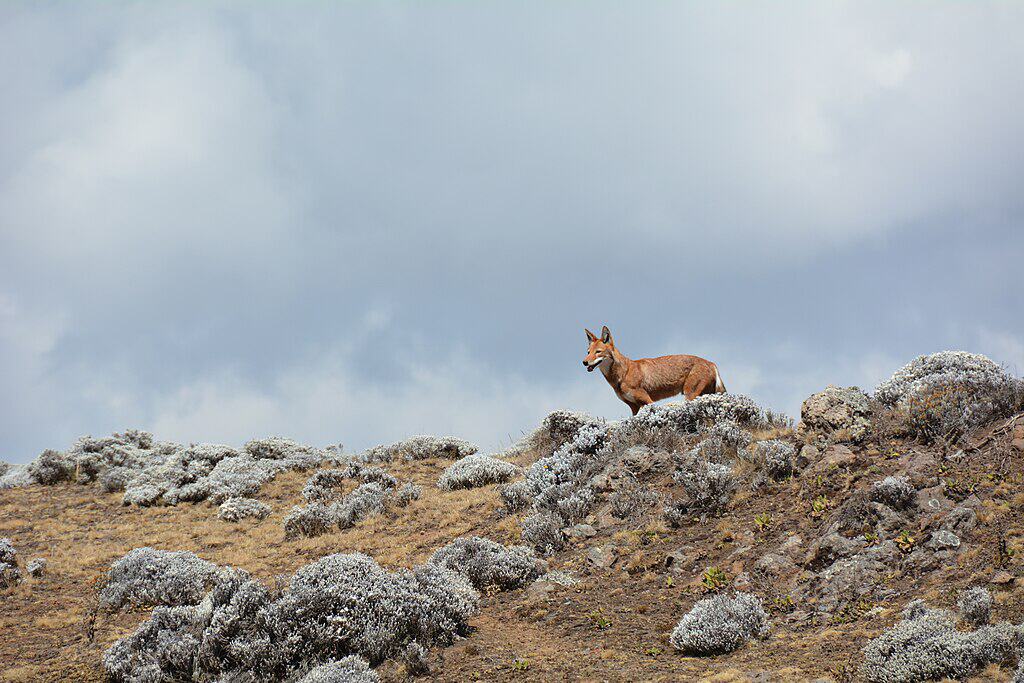Canis simensis Parc national des Monts Bale