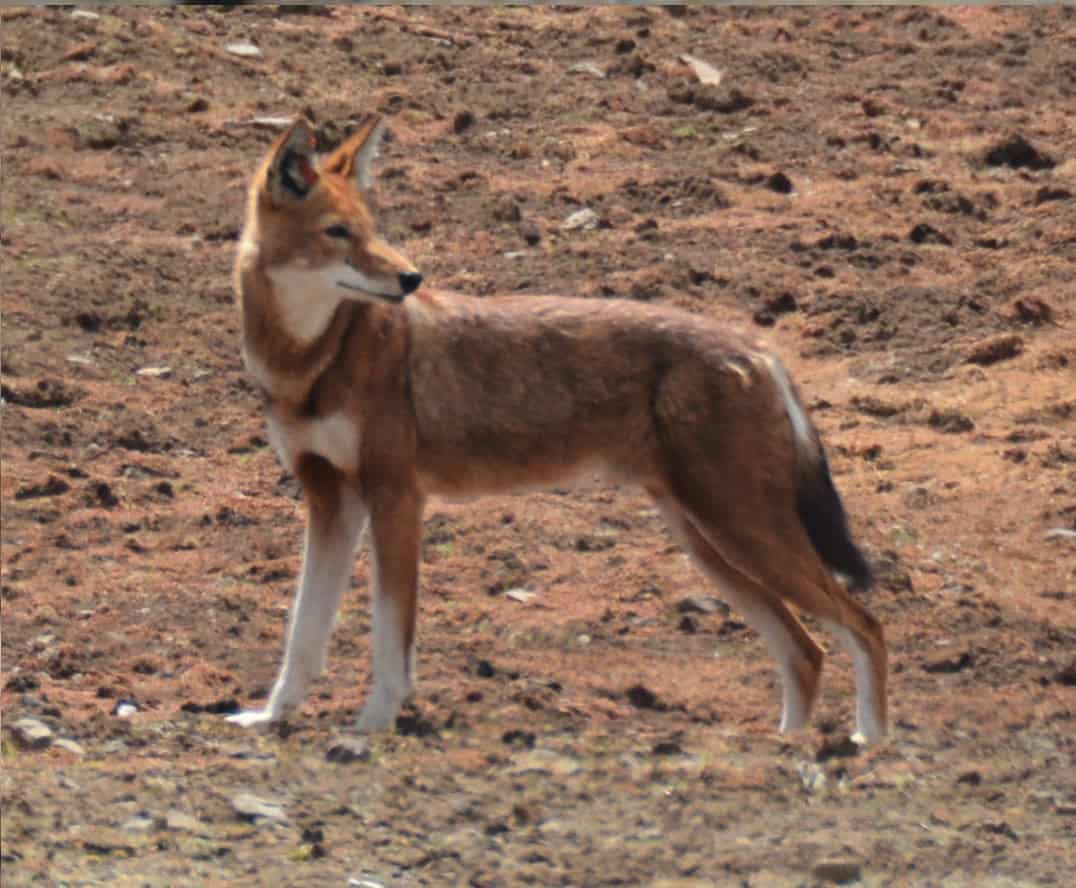   Loup éthiopien