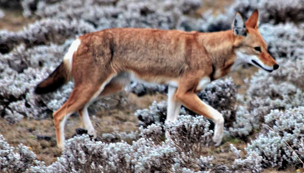   Loup éthiopien