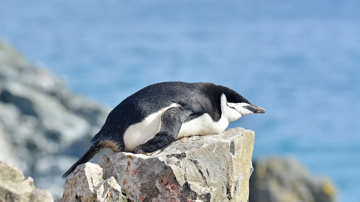 les pingouins font la sieste 10 000 fois par jour