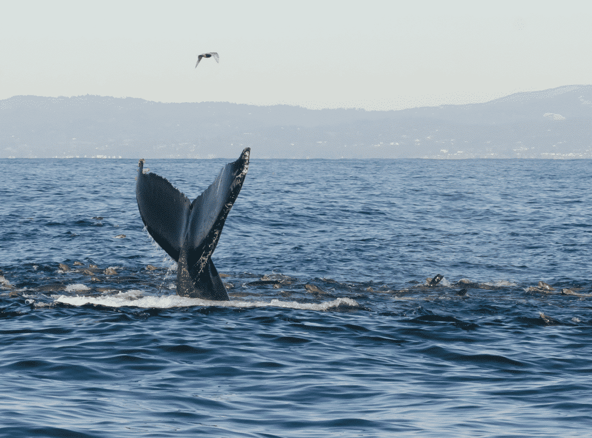 comportement des baleines