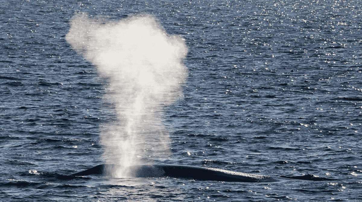 comportement des baleines