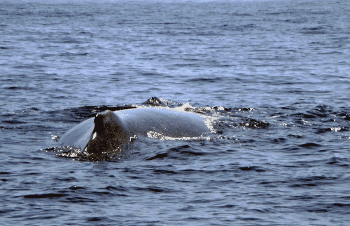 comportement des baleines