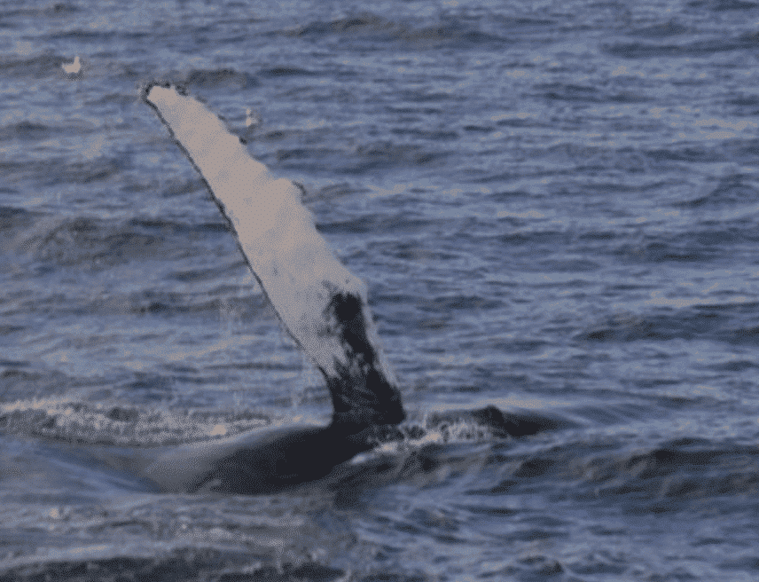 comportement des baleines
