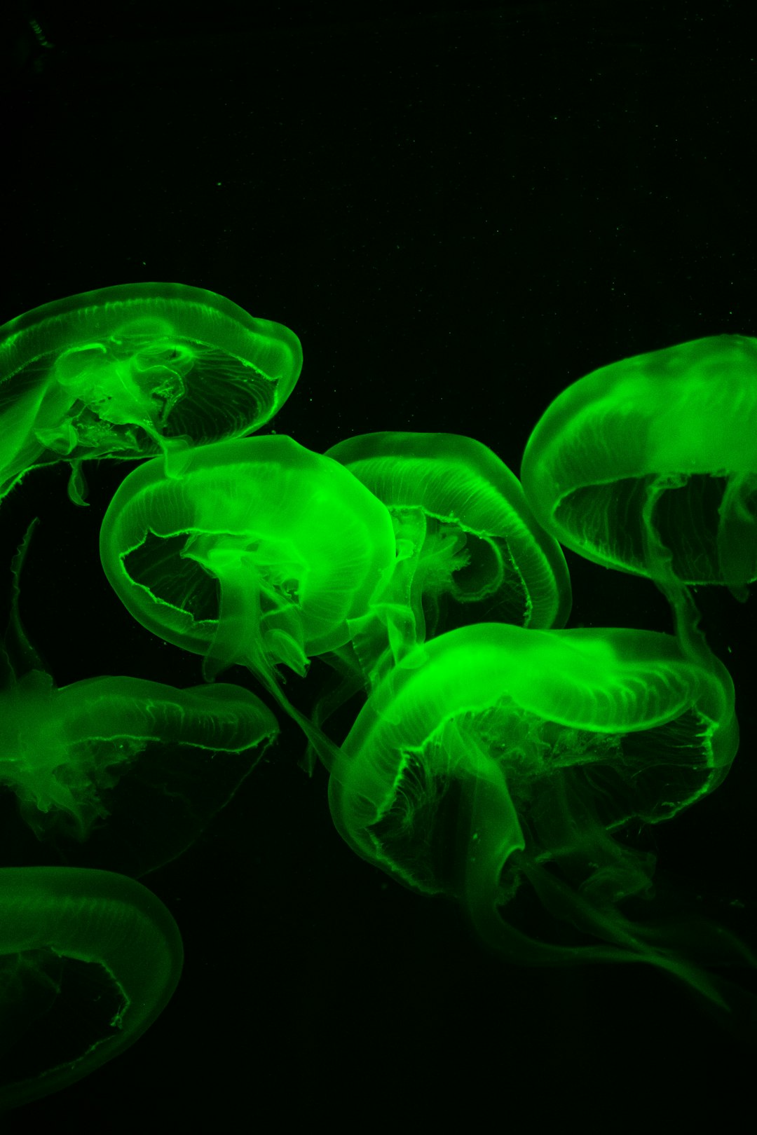 9. Méduse (crédits image : unsplash)