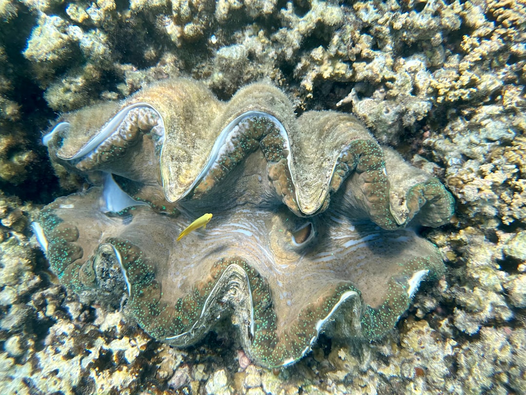 8. Étoiles de mer (crédits image : unsplash)