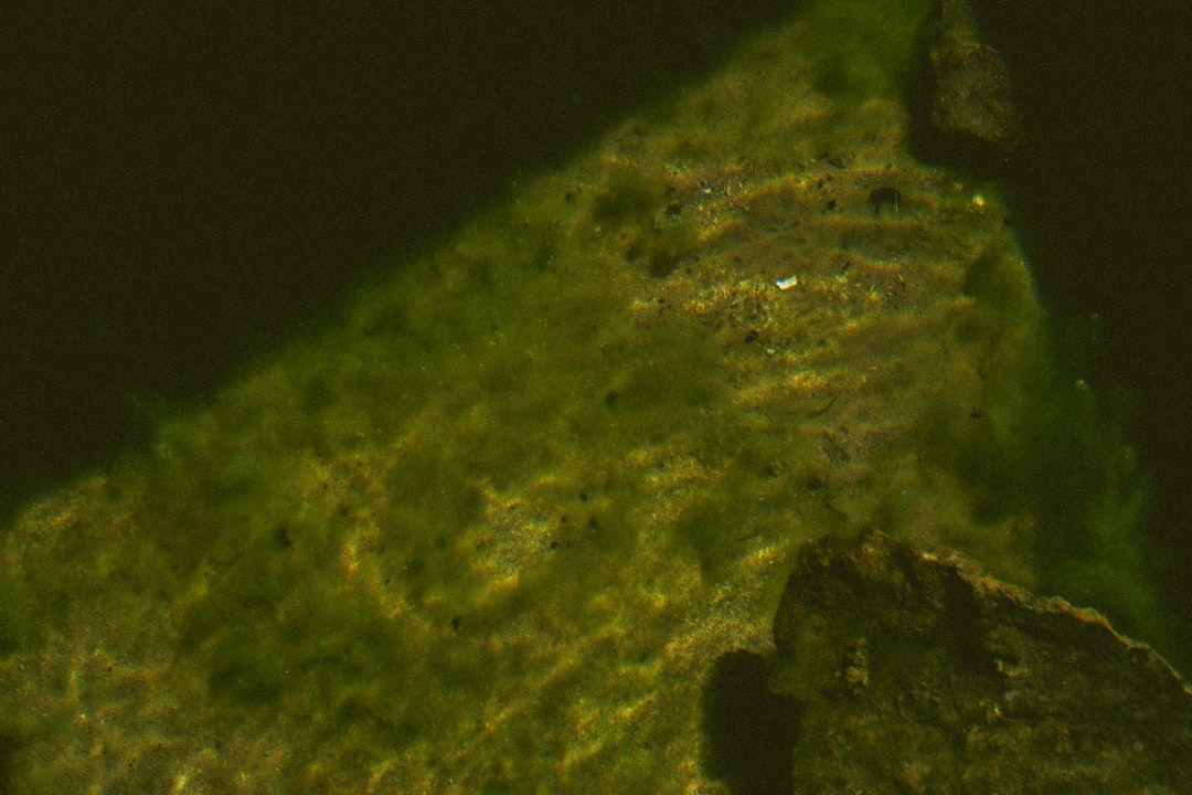 1. Hydra (crédits image : unsplash)