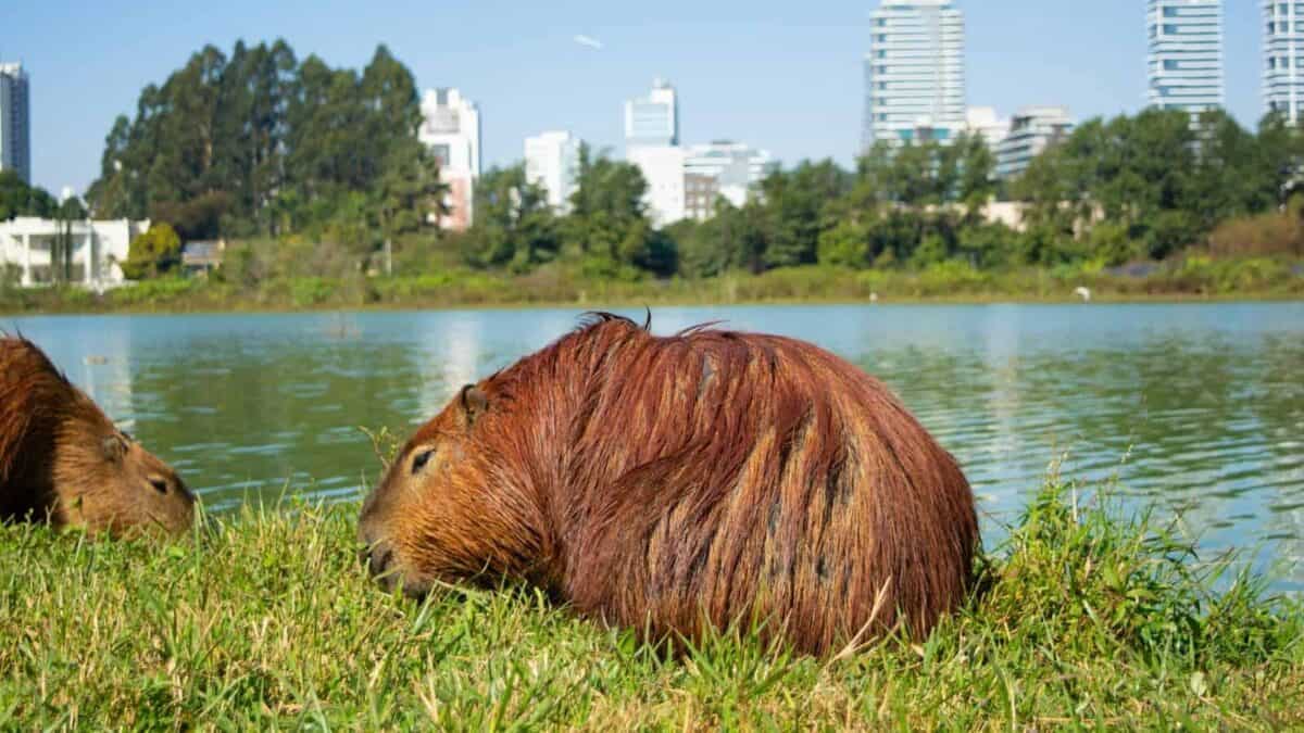 quelques animaux assis dans l'herbe
