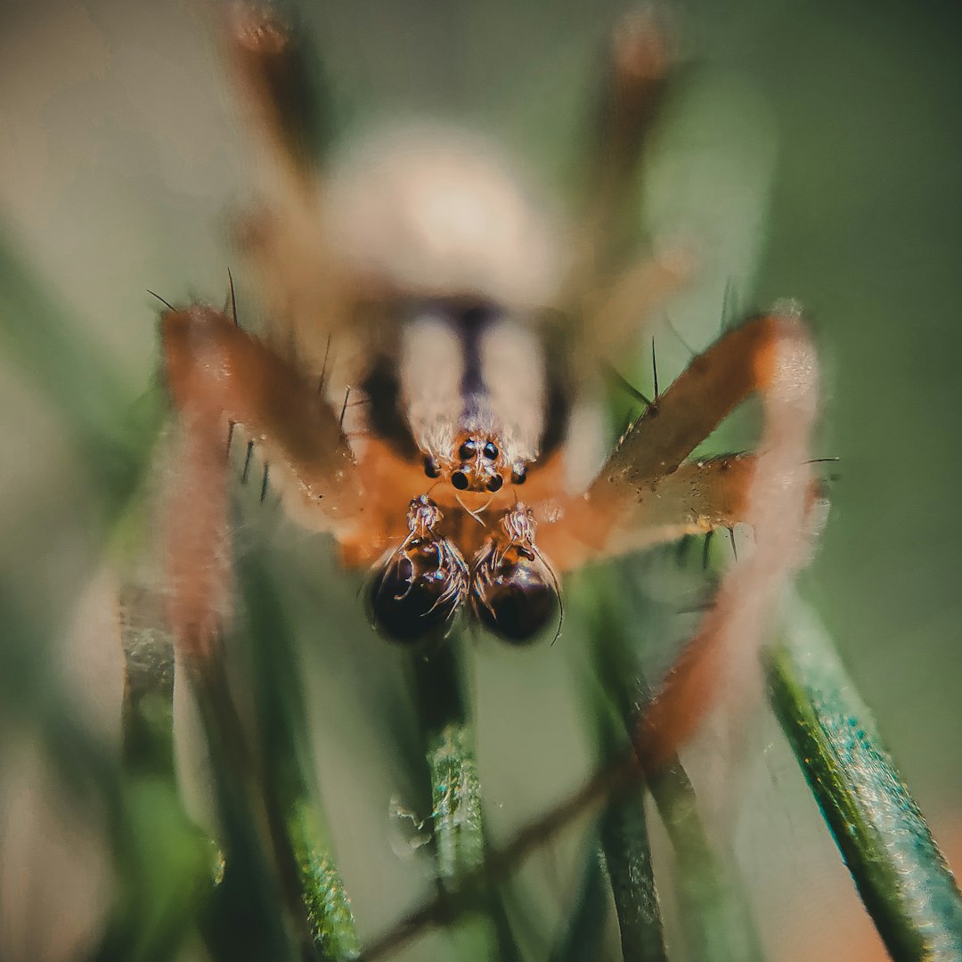 10. Hobo Spider (crédits image : unsplash)