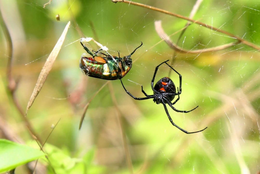 13. Black Widow Spider (crédits image : unsplash)