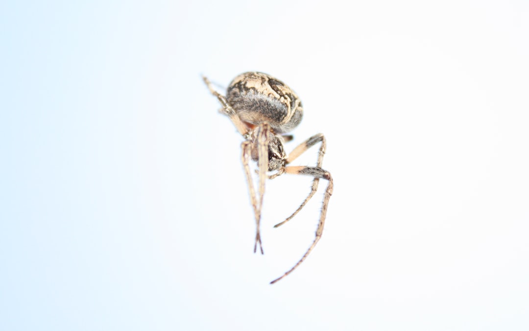 11. Orb-Weaver Spider (crédits image : unsplash)