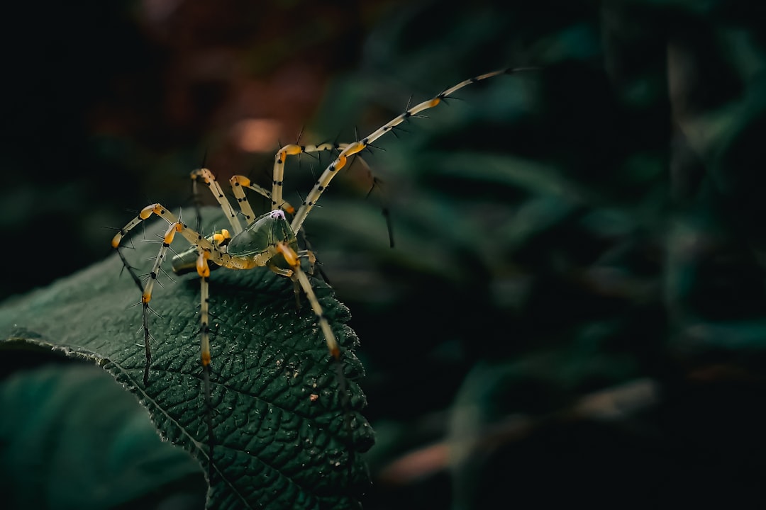 14. Wolf Spider (crédits image : unsplash)