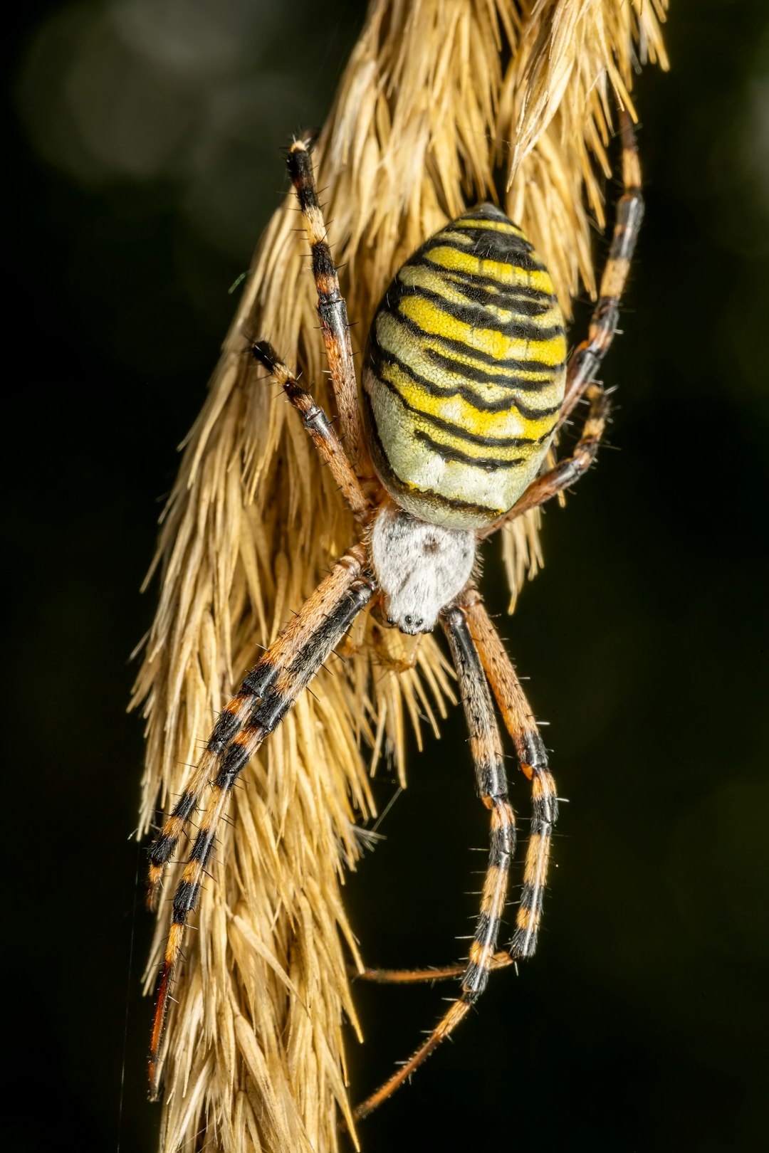 8. Funnel Weaver Spider (crédits image : unsplash)