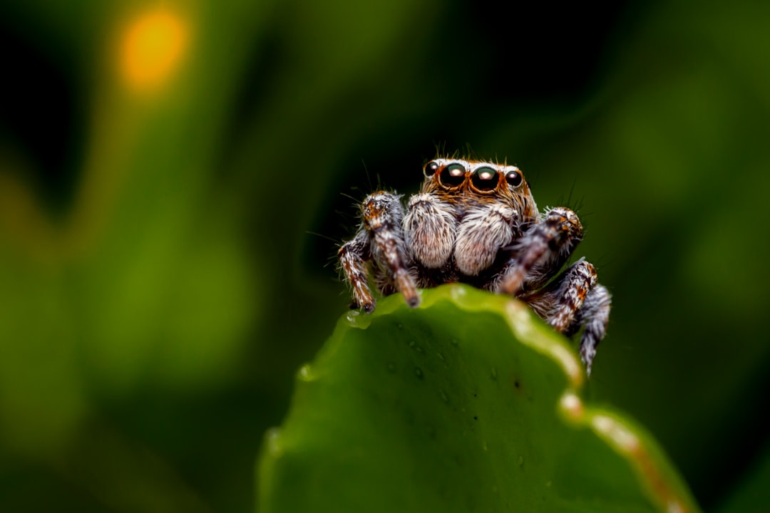 9. Jumping Spider (crédits image : unsplash)