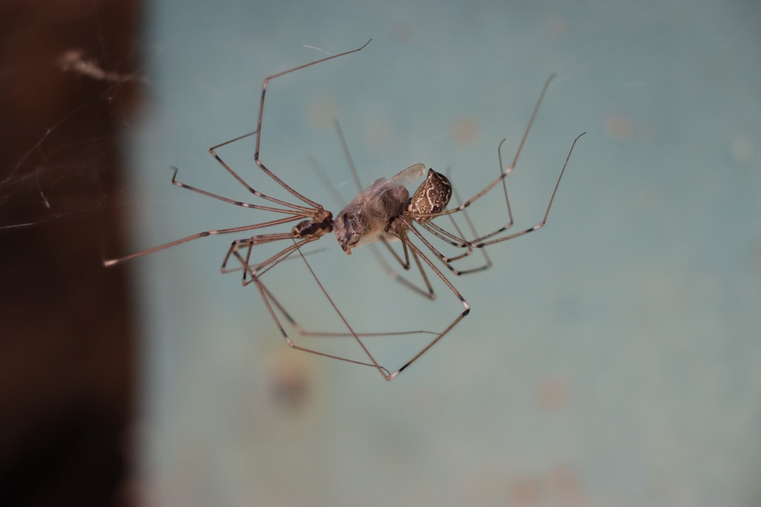 7. Cellar Spider (crédits image : unsplash)