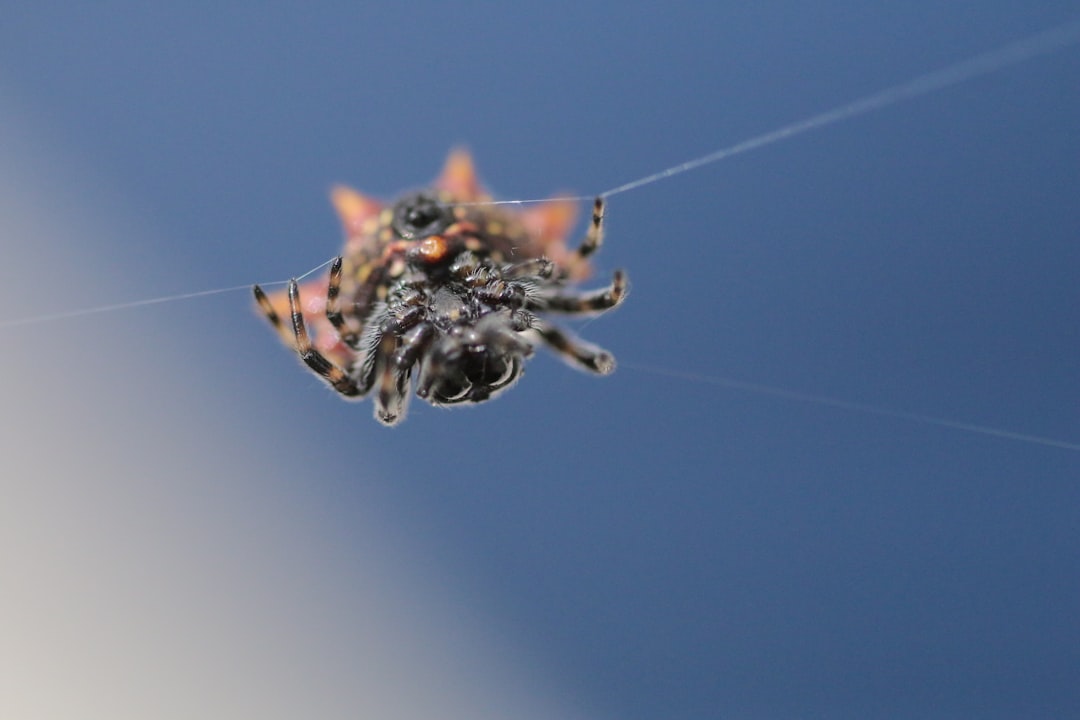 6. Spiny Orb-Weaver (crédits image : unsplash)