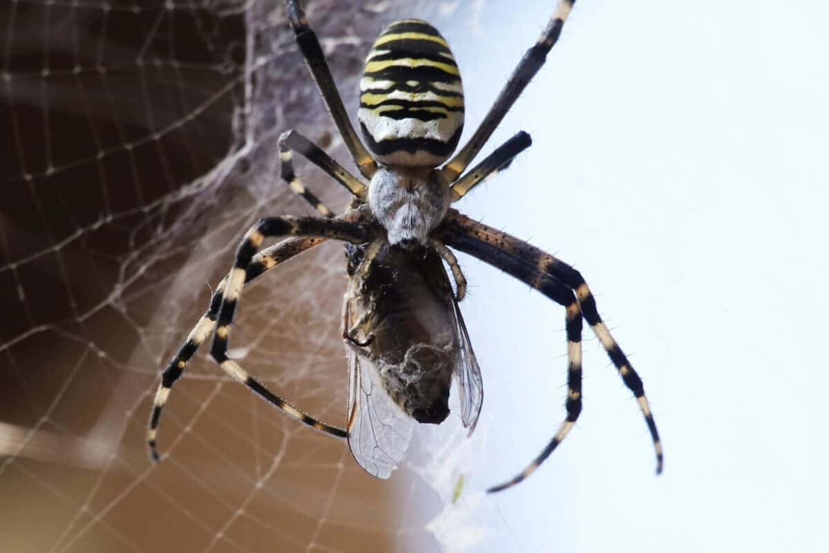 un gros plan d'une araignée sur une toile