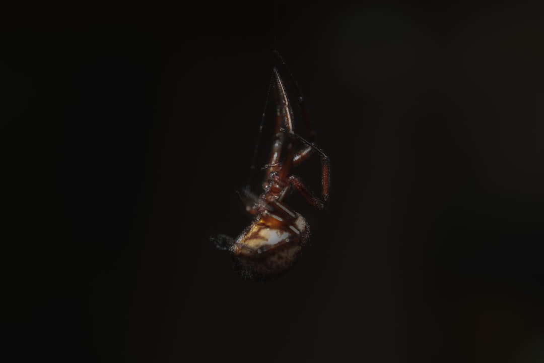 3. Fausse veuve araignée (crédits image : unsplash)