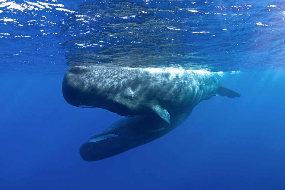 Un cachalot joue sous la surface