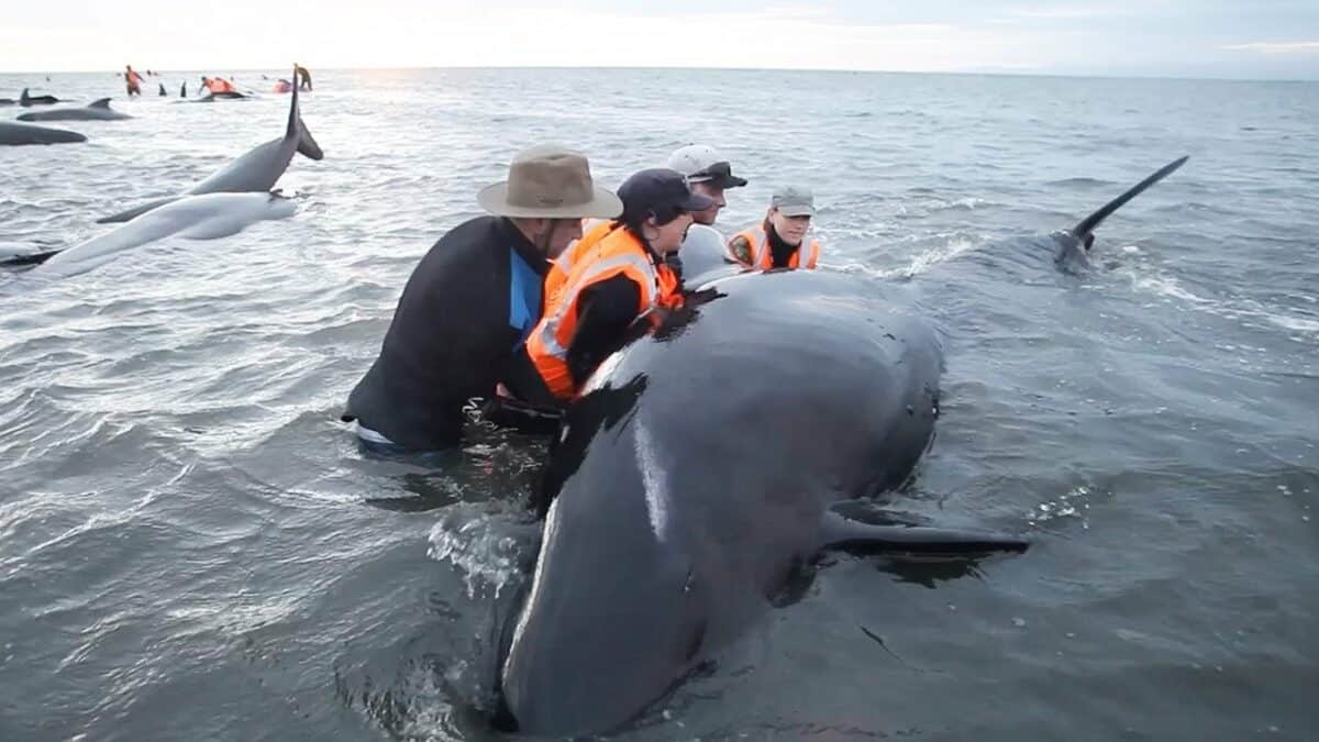 Des bénévoles s'unissent pour sauver des centaines de baleines des pièges à baleines en Nouvelle-Zélande