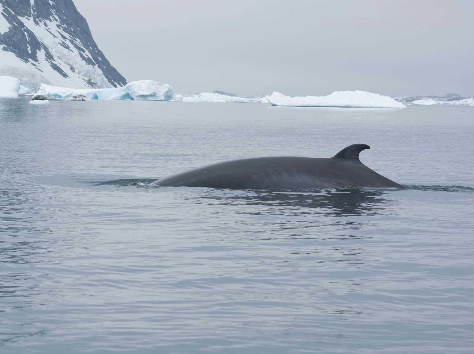 Petit rorqual dans l'océan Austral Antarctique