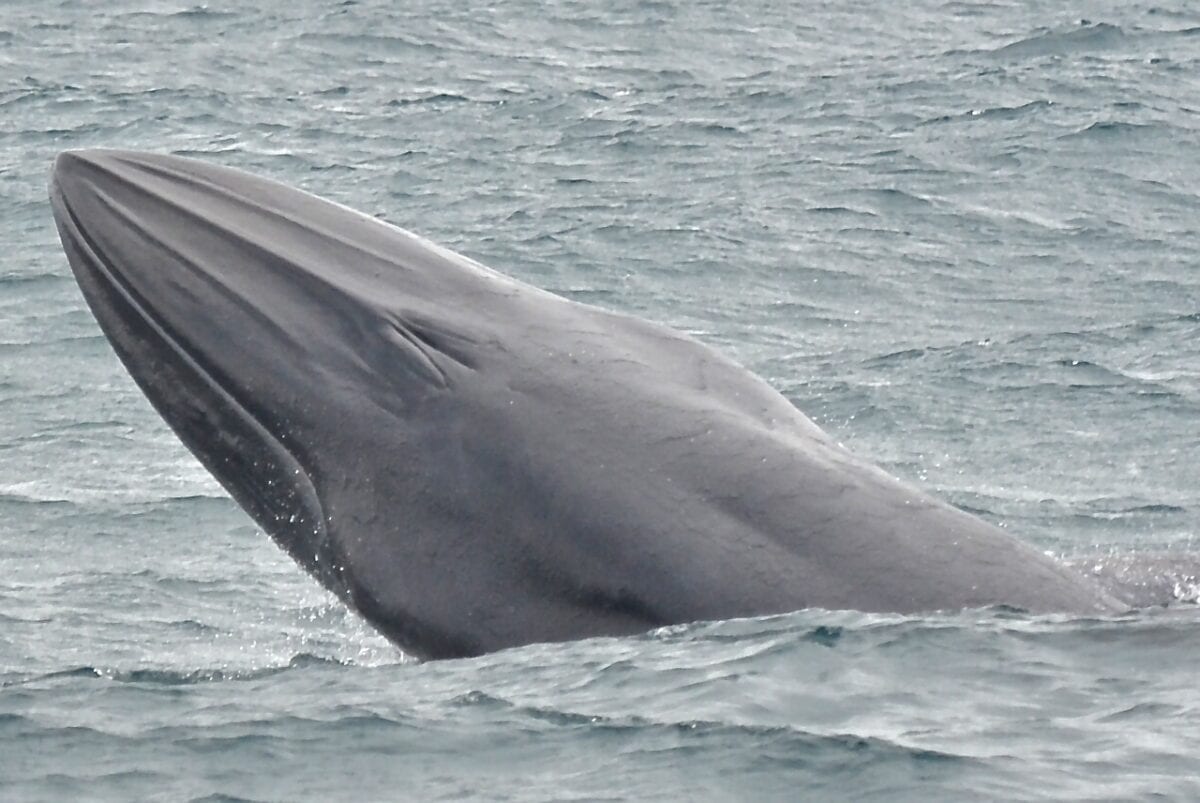 La baleine de Bryde surfant dans l'océan.