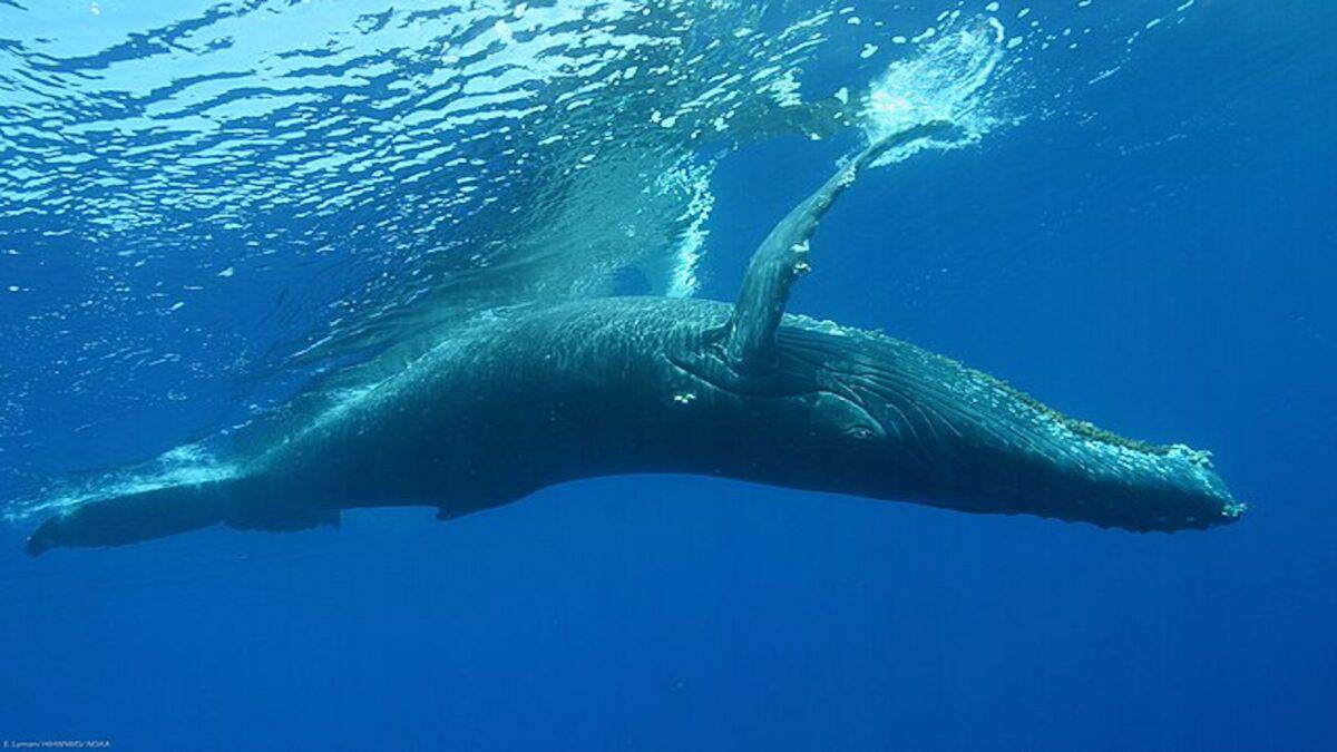 Baleine à bosse à l'envers.